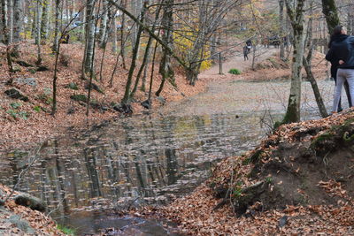 Trees by stream in forest during autumn