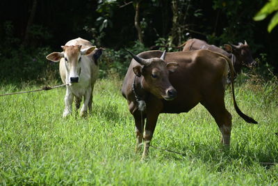 Cows standing in a field