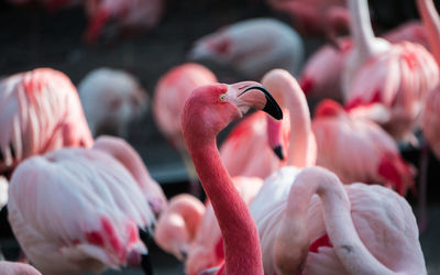 Close-up of birds