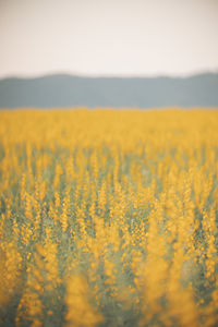 Scenic view of oilseed rape field against sky