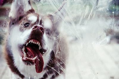 Close-up of dog through glass