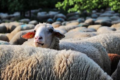 Close-up of a sheep in a crowd of other sheeps