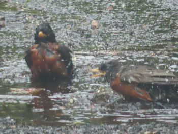 Ducks swimming in lake during winter