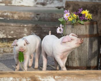 Piglets standing by wooden barrel with flowers