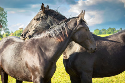 Two black horses stand side by side in a green meadow