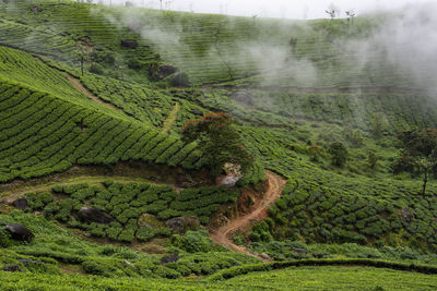 Scenic view of tea garden on the way to munnar