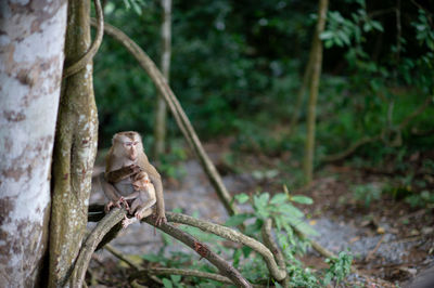 Monkey on a tree