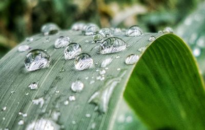 Close-up of water drops on leaf