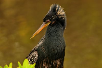 Close-up of a bird