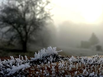 Close-up of snow covered plant
