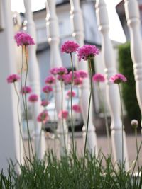 Close-up of pink flowering plants