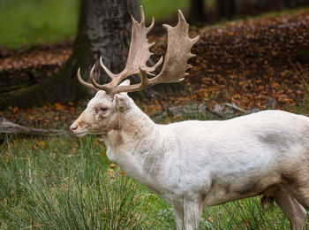 Deer standing on field
