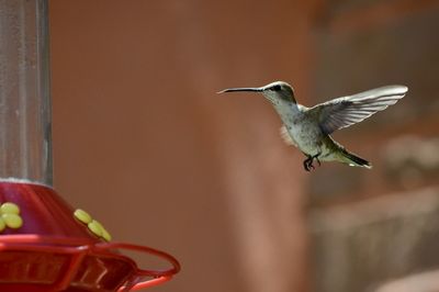 Close-up of bird flying