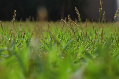 Close-up of grass in field