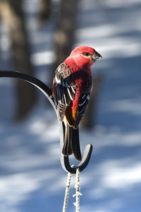 Pine grosbeak sitting on feeder