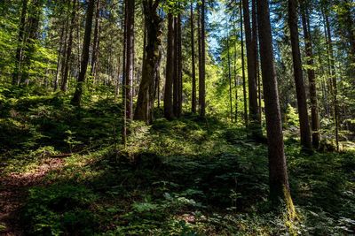 Pine trees in forest