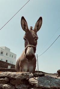 Low angle view of donkey against sky