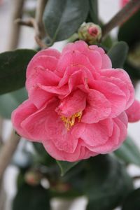 Close-up of pink flower blooming outdoors