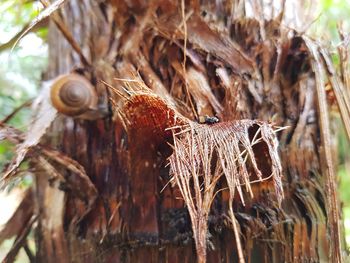 Close-up of snail on tree