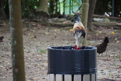 Close-up of bird perching outdoors