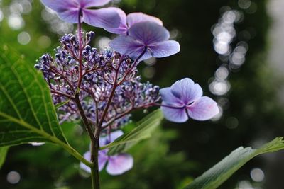 Close-up of purple flowers