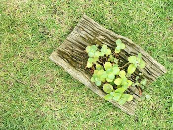 Close-up of plant growing outdoors