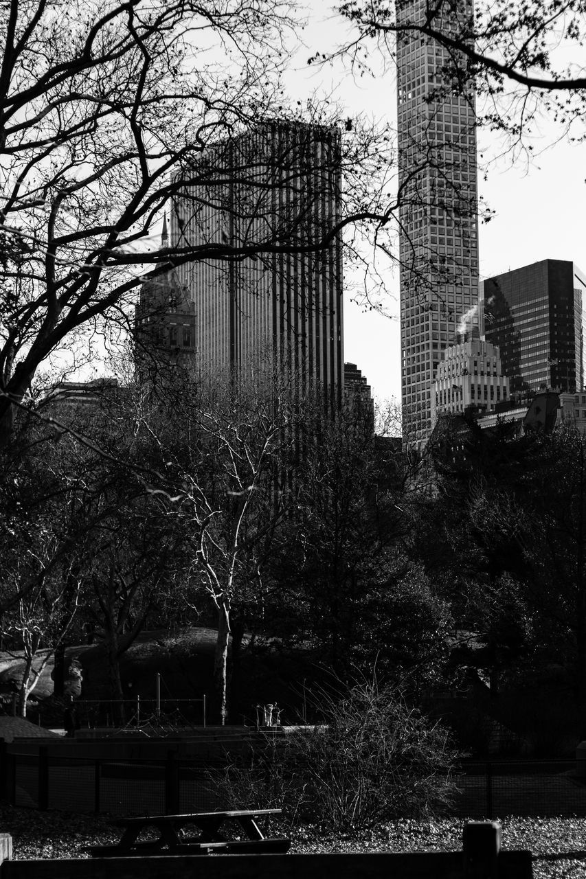 TREES AND BUILDINGS IN PARK