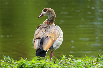 Close-up of bird perching on grass by lake