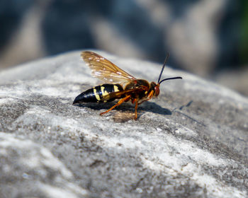Close-up of insect on rock