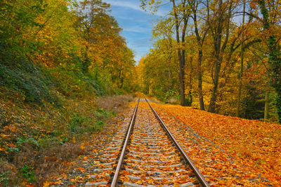 Railroad tracks amidst trees during autumn