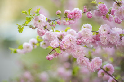 Close-up of pink cherry blossoms in spring