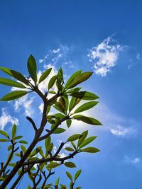 Low angle view of plant against sky