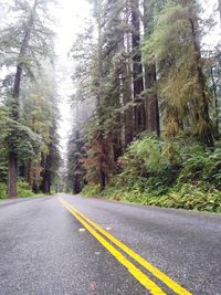 Road amidst trees against sky