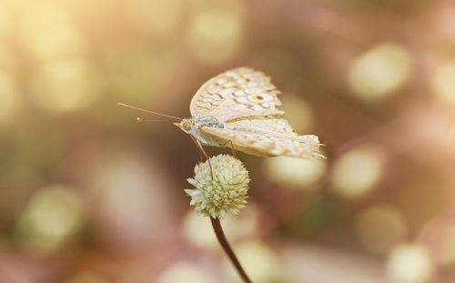 Close-up of butterfly pollinating flower