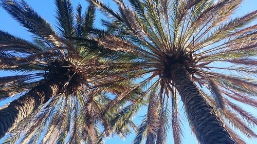 Low angle view of palm tree against blue sky
