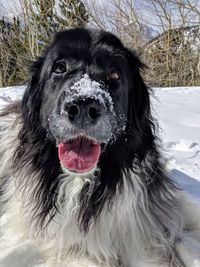 Close-up portrait of dog on snow field