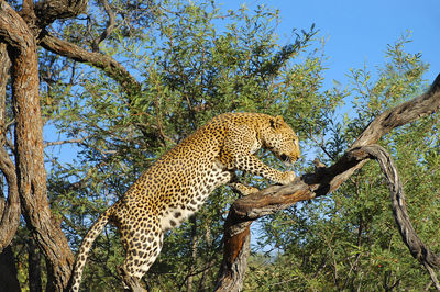 Leopard on tree against sky