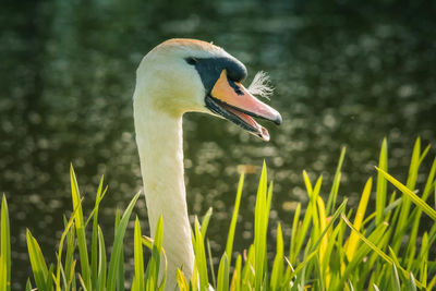 Close-up of bird in lake