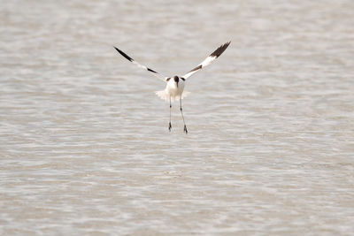 Bird flying over lake