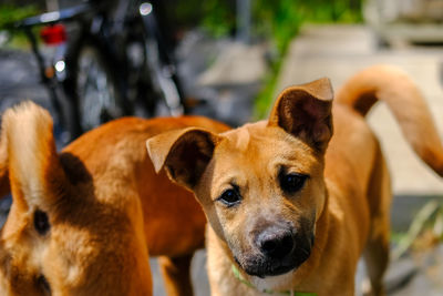 Close-up of dogs standing in yard