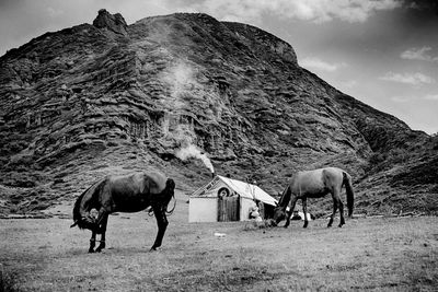 Horses grazing in a field