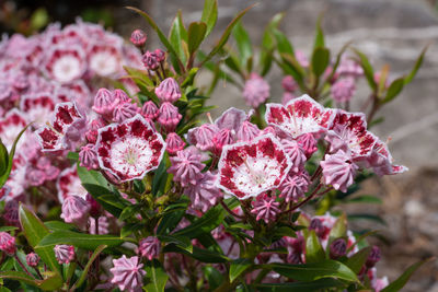 Mountain laurel, kalmia latifolia, close up of the flower head