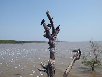 Driftwood on beach against clear sky