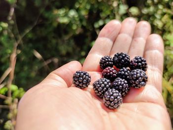 Cropped image of hand holding blackberries