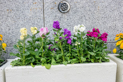 Close-up of pink flowering plants on footpath