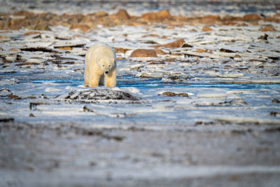 Polar bear stands on tundra among rocks