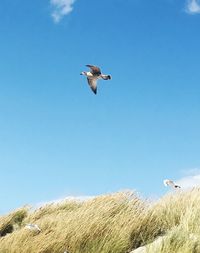 Low angle view of seagull flying