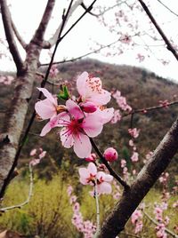 Low angle view of apple blossoms in spring