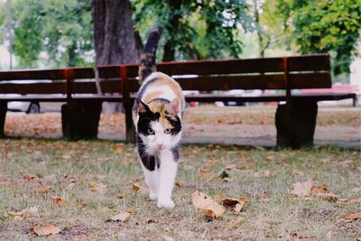 Portrait of a cat on field