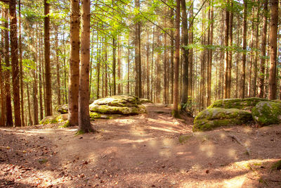 View of trees in forest